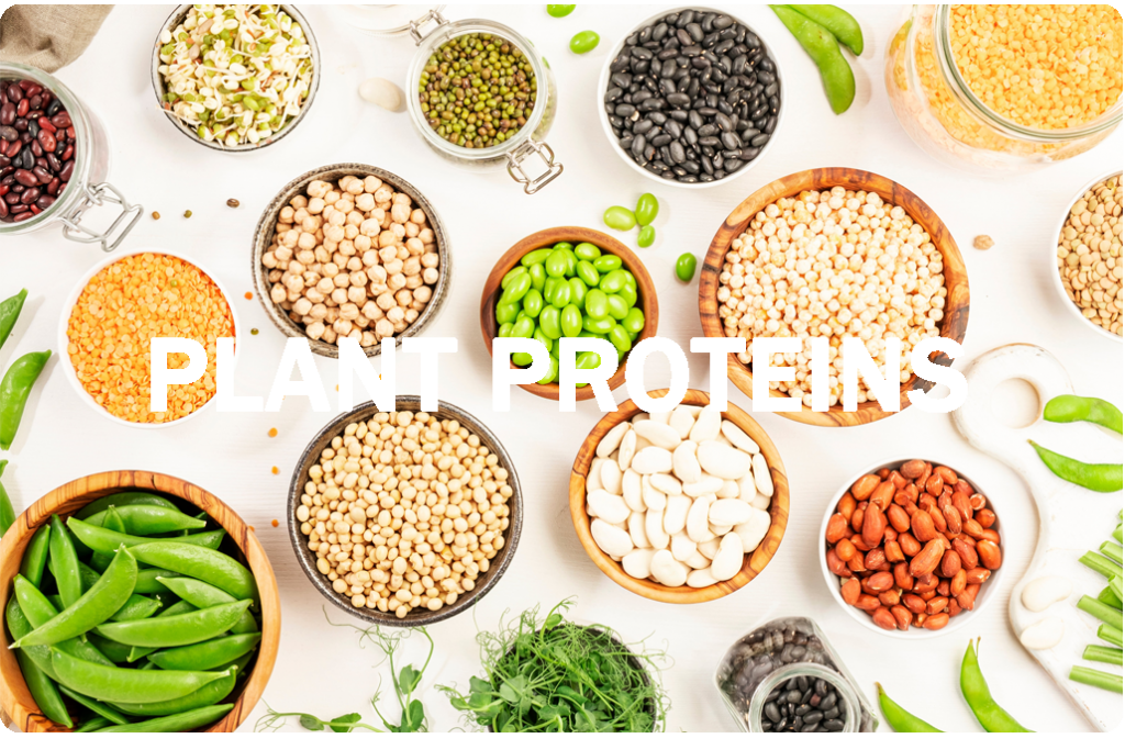 plant protein